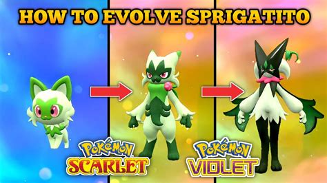 what does sprigatito evolve into|Sprigatito 